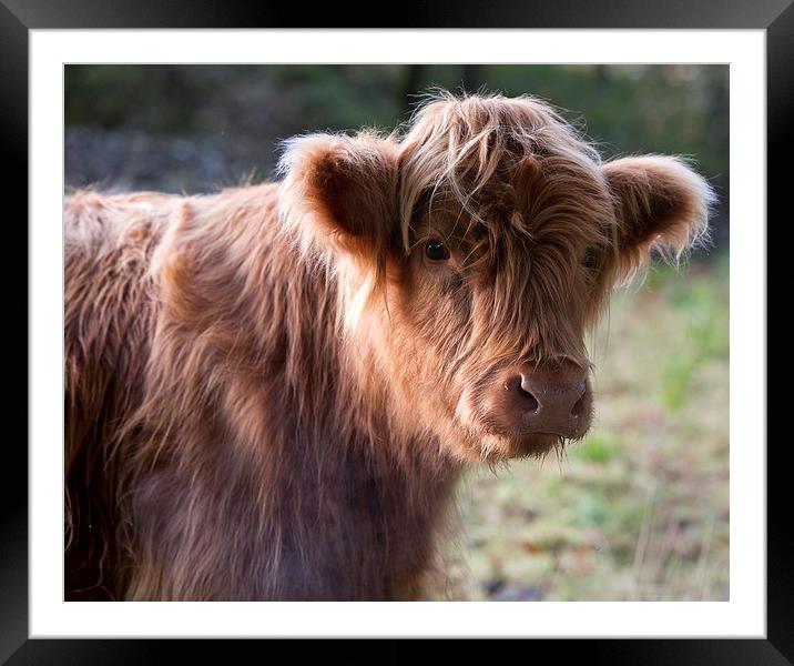  Highland calf Framed Mounted Print by Rory Trappe