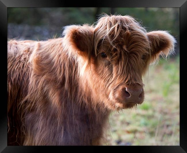  Highland calf Framed Print by Rory Trappe