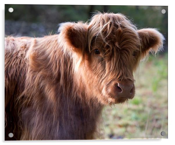  Highland calf Acrylic by Rory Trappe