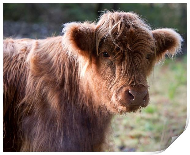  Highland calf Print by Rory Trappe