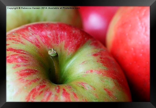  Honey Crisp Apples Framed Print by Rebecca Hansen