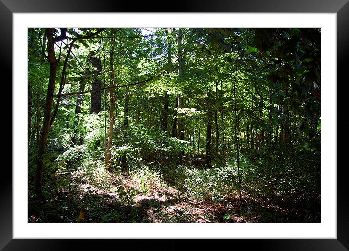  Woods Bringing Peace and Tranquility Framed Mounted Print by james balzano, jr.