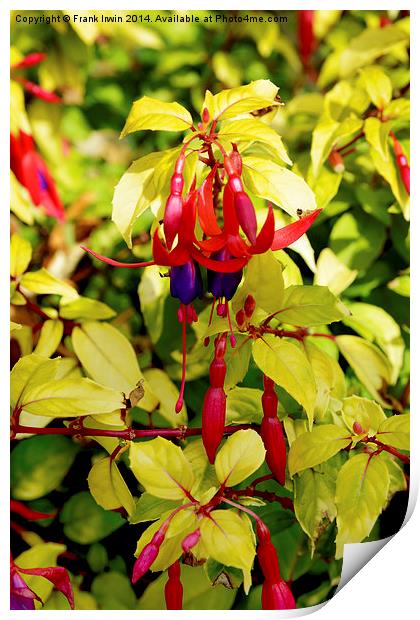  Beautiful Fuchsia in full bloom, second show, Print by Frank Irwin