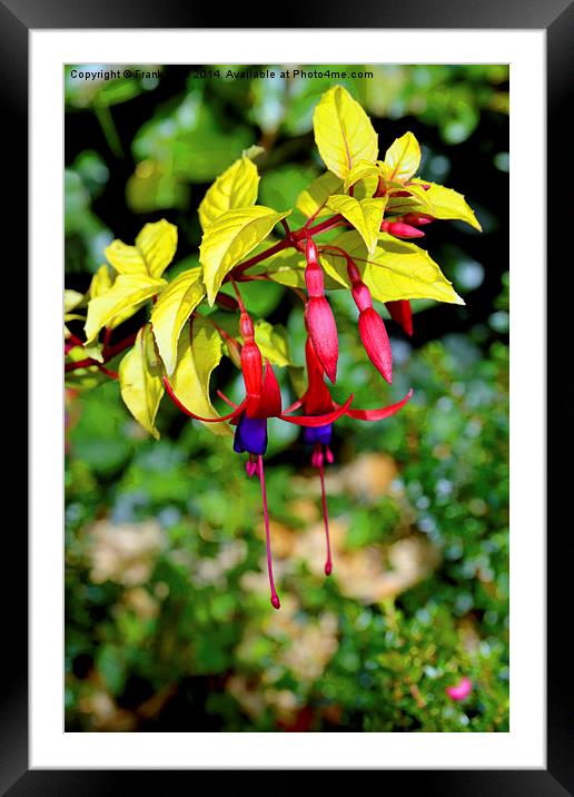  Beautiful Fuchsia in full bloom, second show, Framed Mounted Print by Frank Irwin