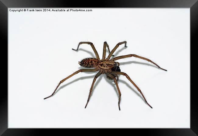  The Domestic House spider Framed Print by Frank Irwin