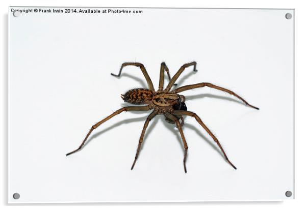  The Domestic House spider Acrylic by Frank Irwin