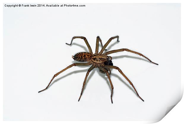  The Domestic House spider Print by Frank Irwin