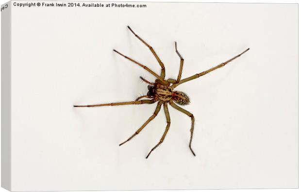 The Domestic House spider Canvas Print by Frank Irwin