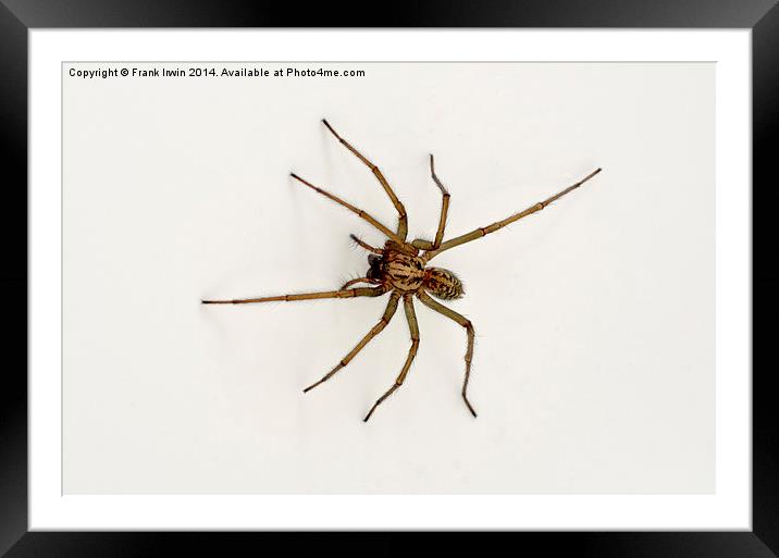 The Domestic House spider Framed Mounted Print by Frank Irwin