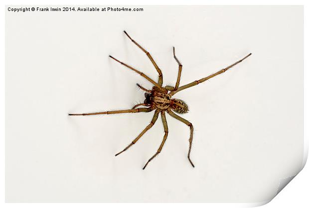 The Domestic House spider Print by Frank Irwin