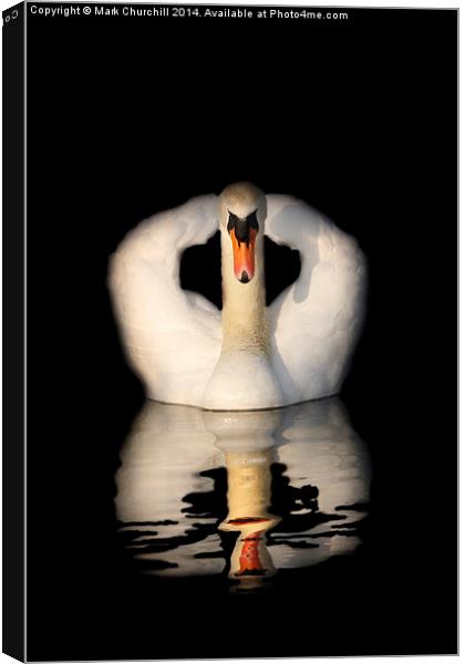 Swan Reflection Canvas Print by Mark Churchill