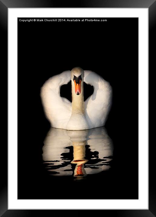  Swan Reflection Framed Mounted Print by Mark Churchill