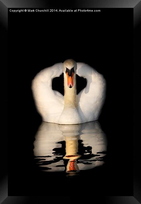  Swan Reflection Framed Print by Mark Churchill