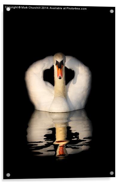  Swan Reflection Acrylic by Mark Churchill
