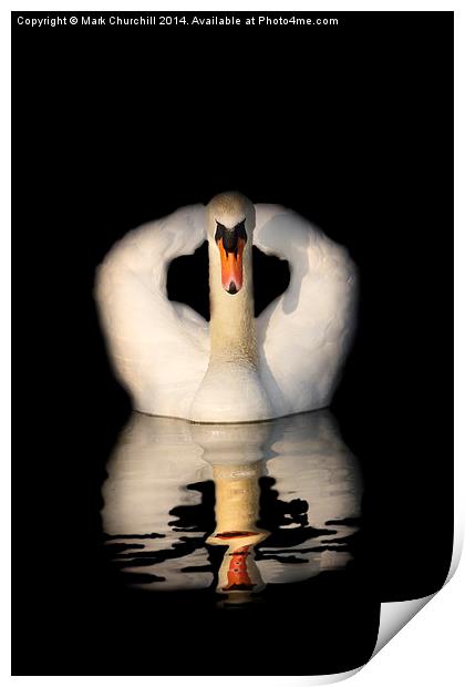  Swan Reflection Print by Mark Churchill