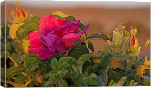  Rugosa rose growing as a garden escapee. Canvas Print by Stephen Prosser