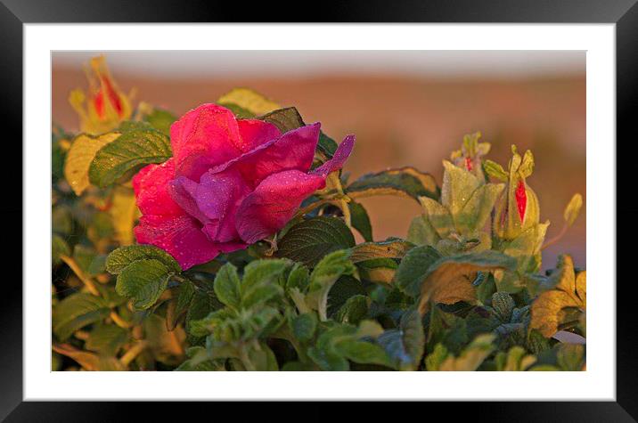 Rugosa rose growing as a garden escapee. Framed Mounted Print by Stephen Prosser