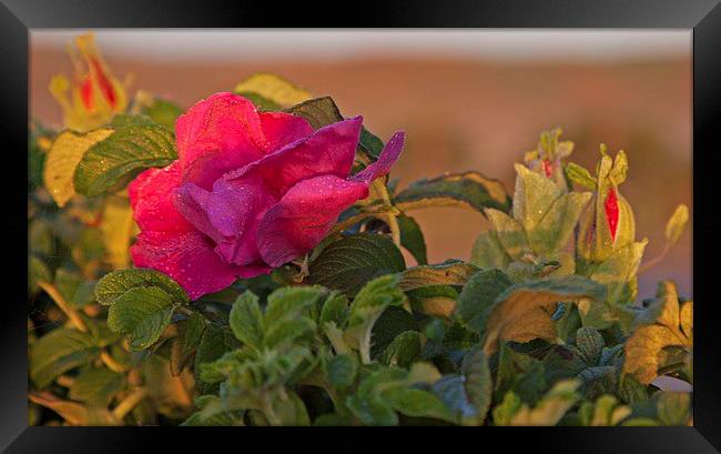  Rugosa rose growing as a garden escapee. Framed Print by Stephen Prosser