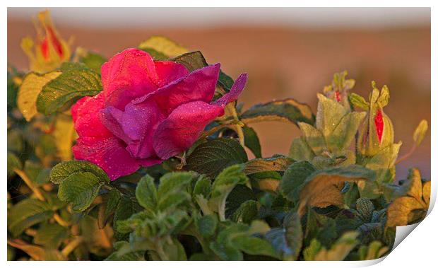  Rugosa rose growing as a garden escapee. Print by Stephen Prosser