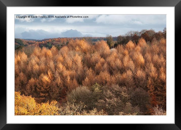  Autumn Larch Framed Mounted Print by David Tinsley