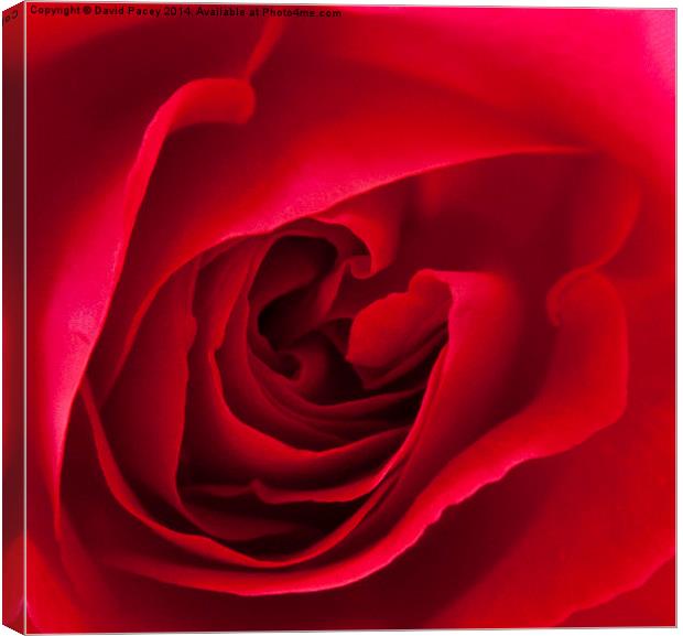  Red Rose  Canvas Print by David Pacey