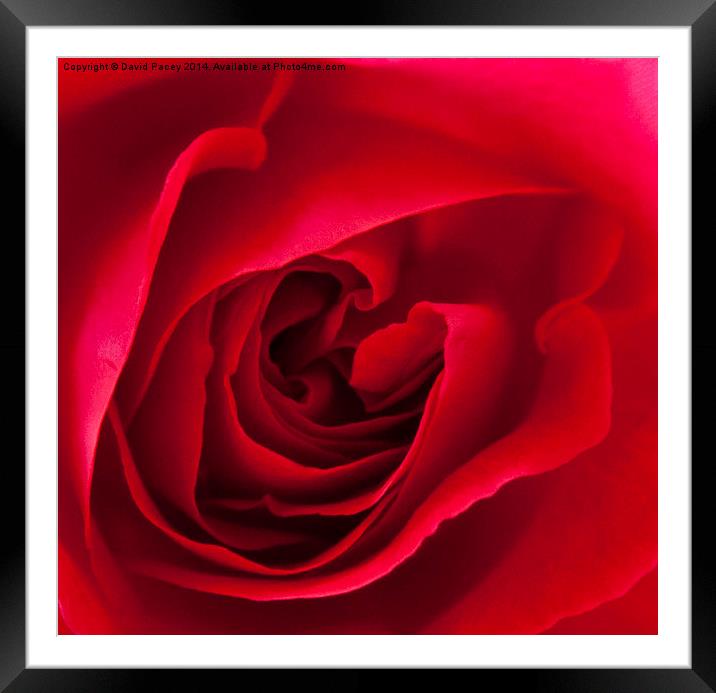  Red Rose  Framed Mounted Print by David Pacey