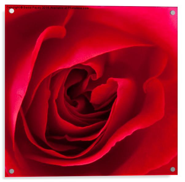  Red Rose  Acrylic by David Pacey