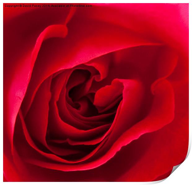  Red Rose  Print by David Pacey