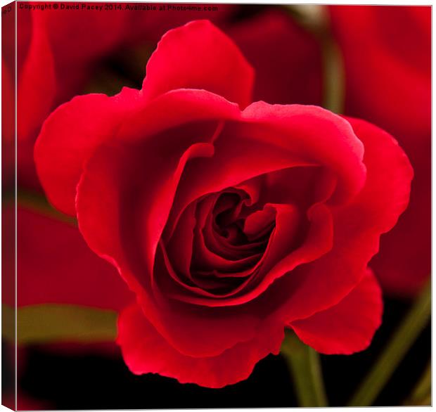  Red Rose flower Canvas Print by David Pacey