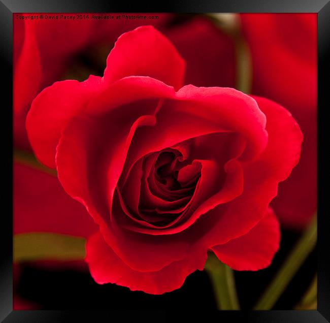  Red Rose flower Framed Print by David Pacey
