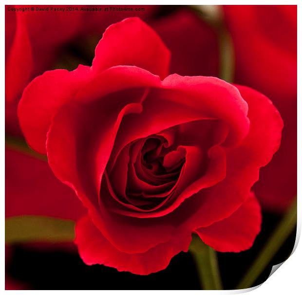  Red Rose flower Print by David Pacey