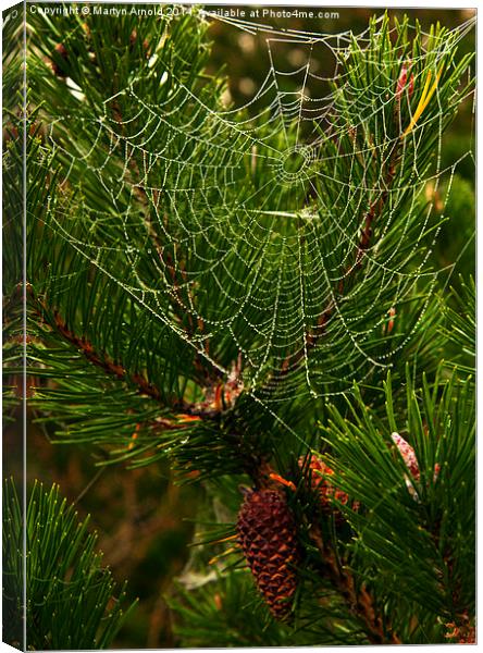  The Morning Dew Canvas Print by Martyn Arnold