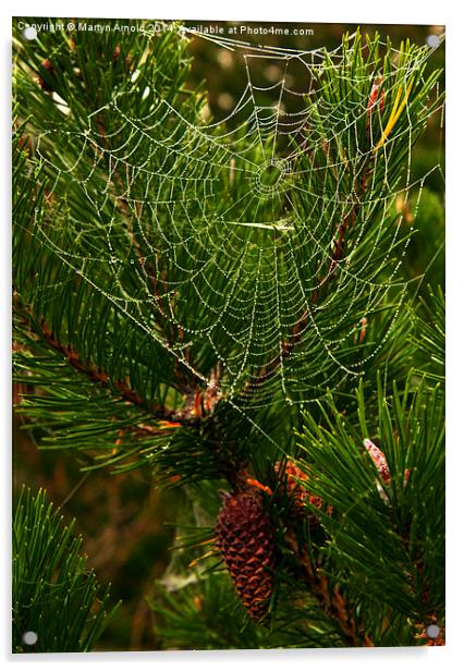  The Morning Dew Acrylic by Martyn Arnold