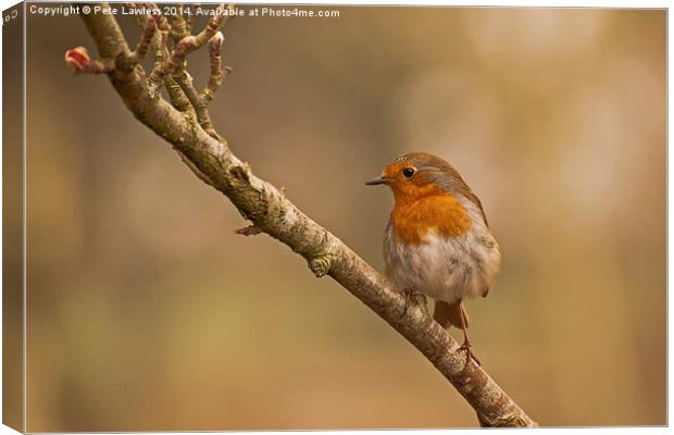   Robin (Erithacus rubecula) Canvas Print by Pete Lawless