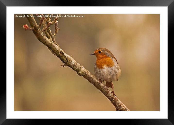   Robin (Erithacus rubecula) Framed Mounted Print by Pete Lawless