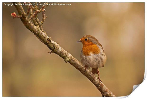   Robin (Erithacus rubecula) Print by Pete Lawless