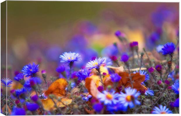  Autumn Blue Chrysanthemum  Canvas Print by Jenny Rainbow
