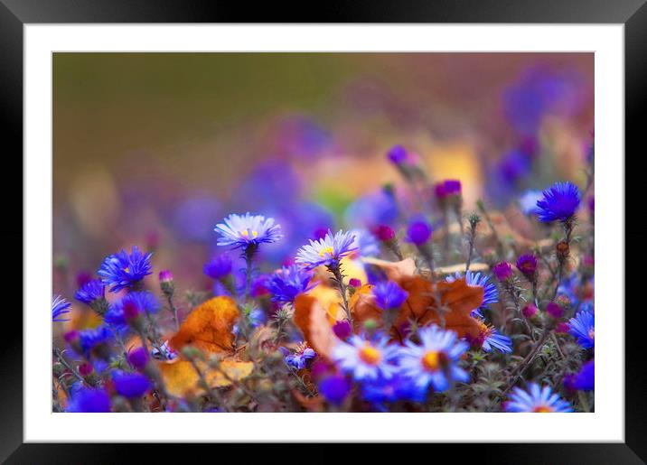  Autumn Blue Chrysanthemum  Framed Mounted Print by Jenny Rainbow