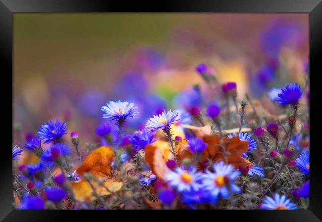  Autumn Blue Chrysanthemum  Framed Print by Jenny Rainbow