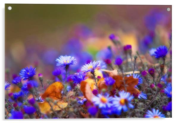  Autumn Blue Chrysanthemum  Acrylic by Jenny Rainbow