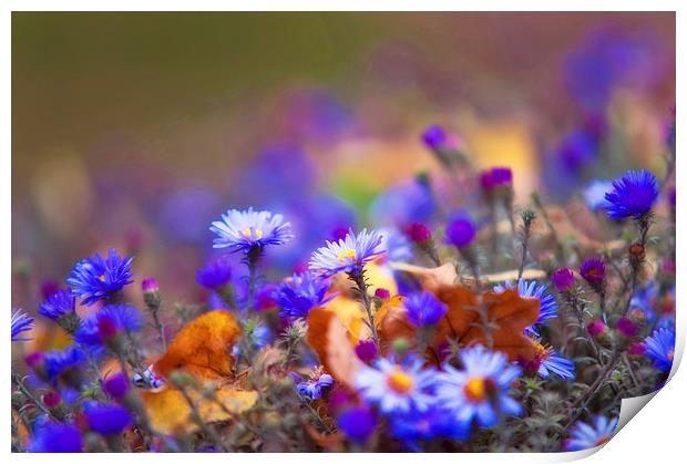 Autumn Blue Chrysanthemum  Print by Jenny Rainbow