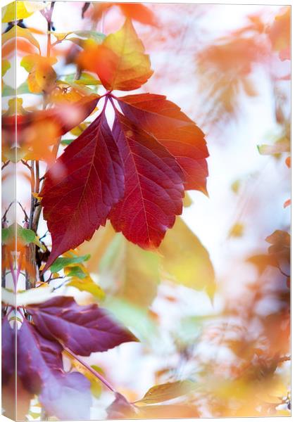  Autumn Leaves Abstract   Canvas Print by Jenny Rainbow