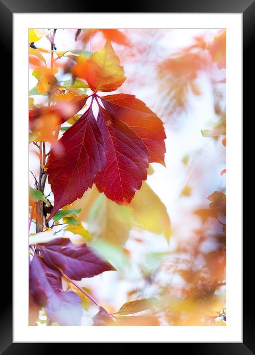  Autumn Leaves Abstract   Framed Mounted Print by Jenny Rainbow
