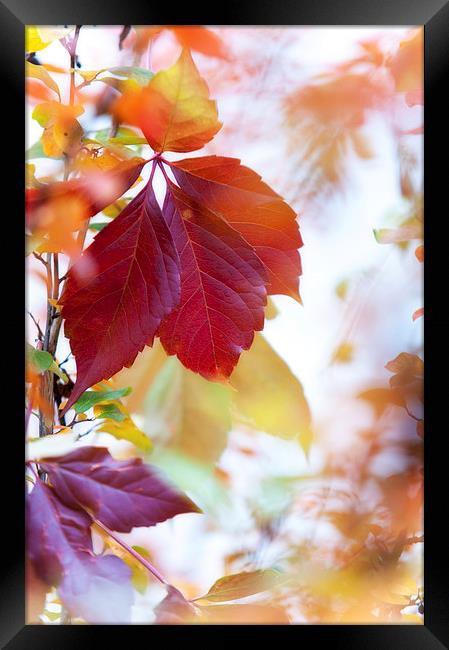  Autumn Leaves Abstract   Framed Print by Jenny Rainbow