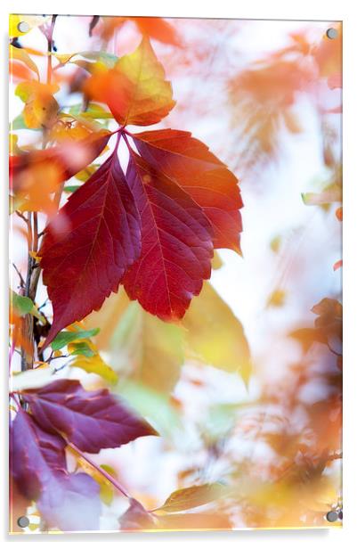  Autumn Leaves Abstract   Acrylic by Jenny Rainbow