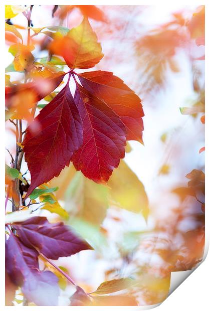  Autumn Leaves Abstract   Print by Jenny Rainbow