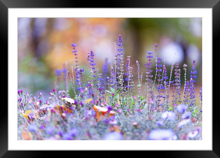  Tender Lavender  Framed Mounted Print by Jenny Rainbow