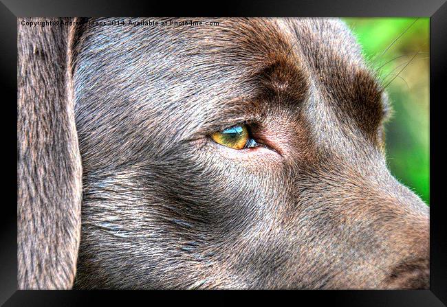 Chocolate Labrador  Framed Print by Andrew Heaps