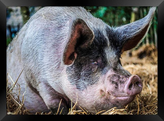 Large White Saddleback Pig Framed Print by Tanya Hall