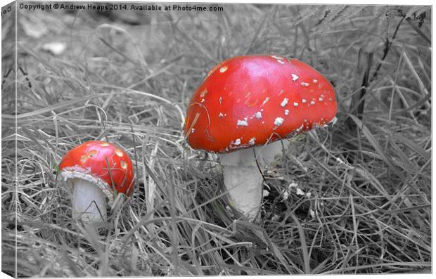  Red Fungi Canvas Print by Andrew Heaps